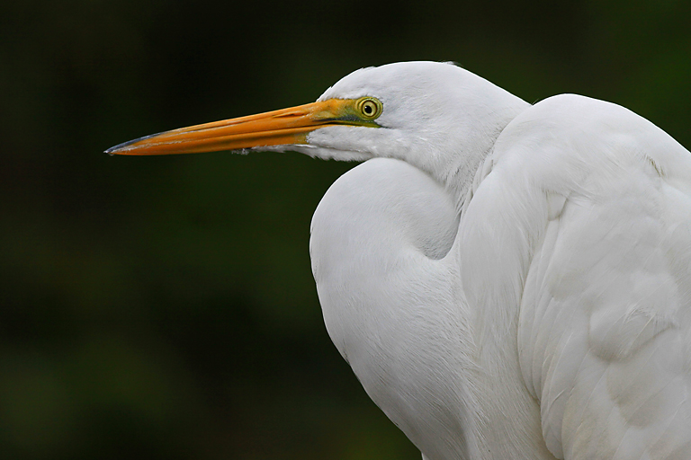 Great Egret Portrait in Orlando   P O'Malley